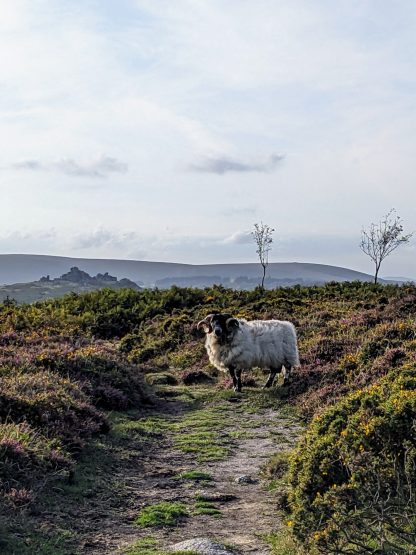 Lord of the Sheep - Image 9