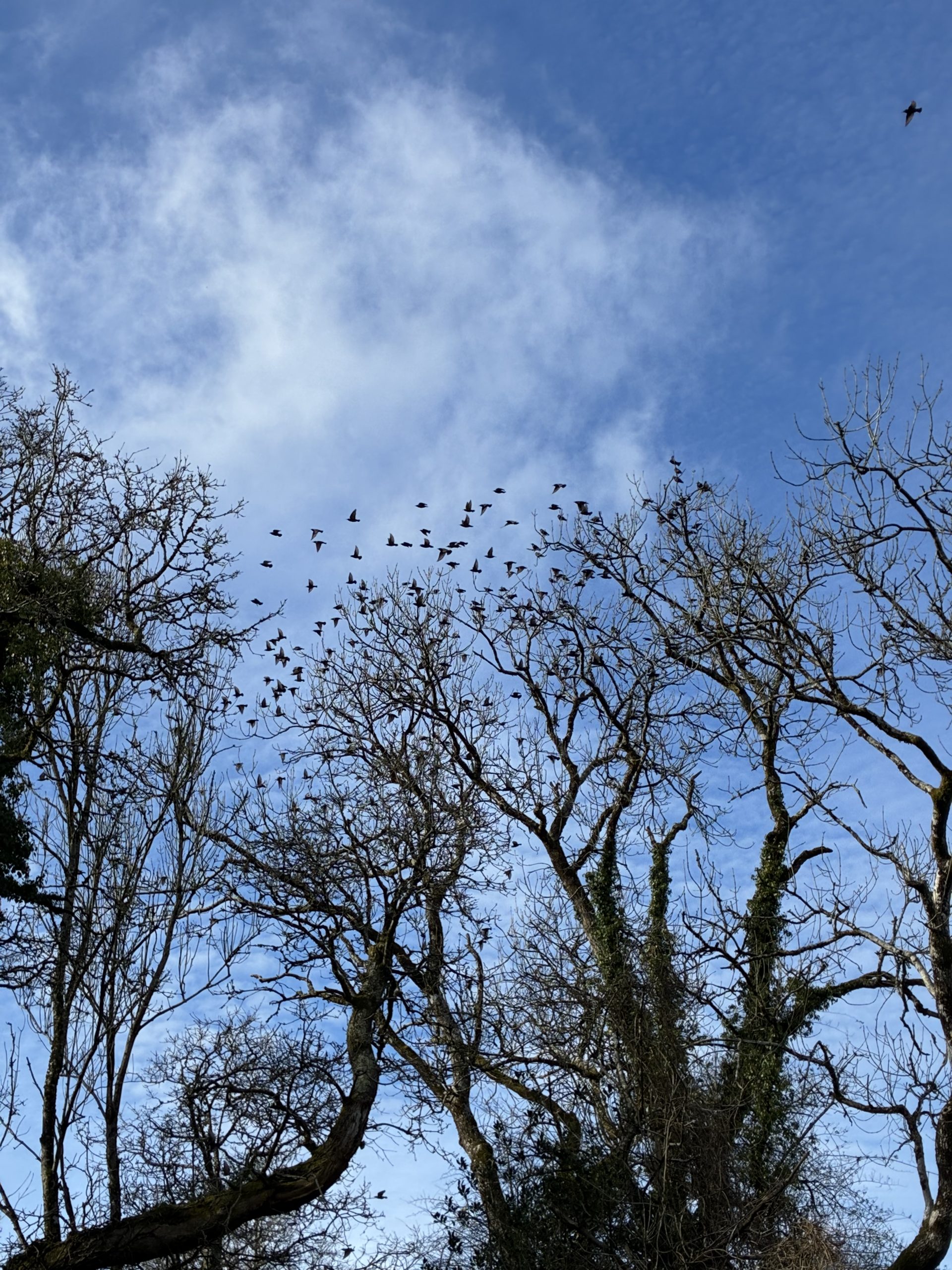 Stones and Starlings - Image 10