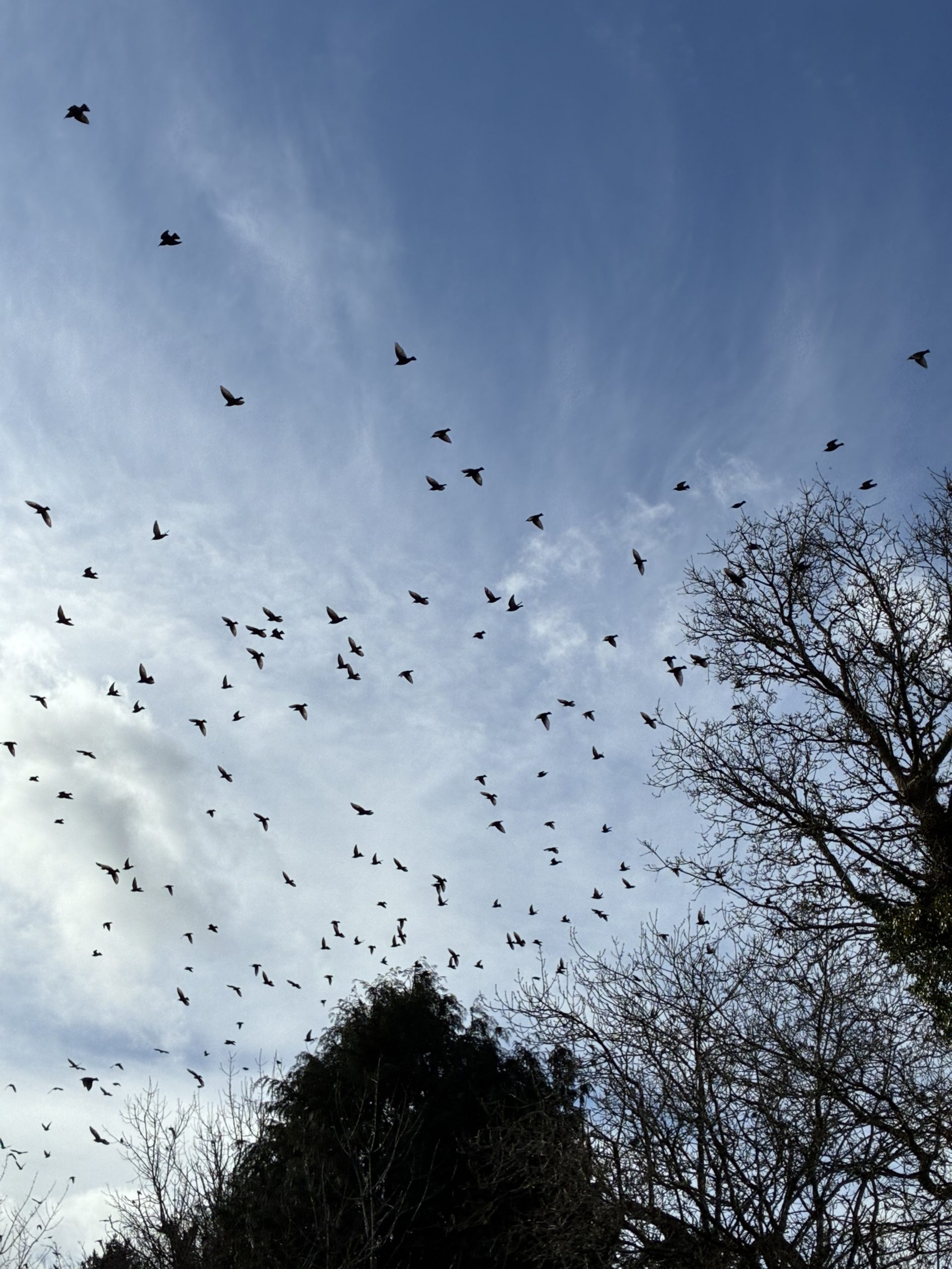 Stones and Starlings - Image 9